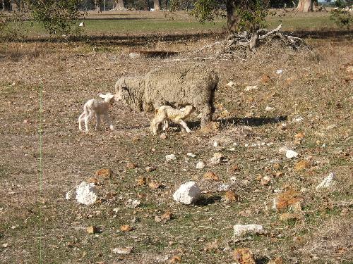 New born twin lambs - This photo was taken just minutes after this ewe gave birth to twin lambs.