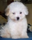Toy Poodle - photo of a white Toy Poodle puppy.