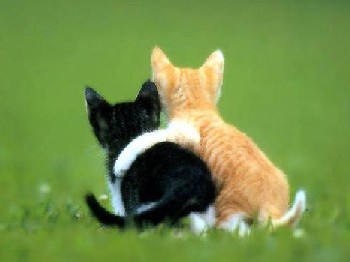 bestfriends - cats