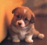 puppy - dog