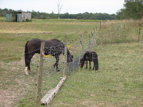 Size comparison - This photo shows the difference in size between a full grown Arabian and a full grown Miniature Stallion.  