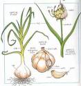 Garlic - Garlic