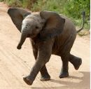 elephant - elephat the biggest land animal