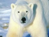 polar bear - polar bear that has a white coat