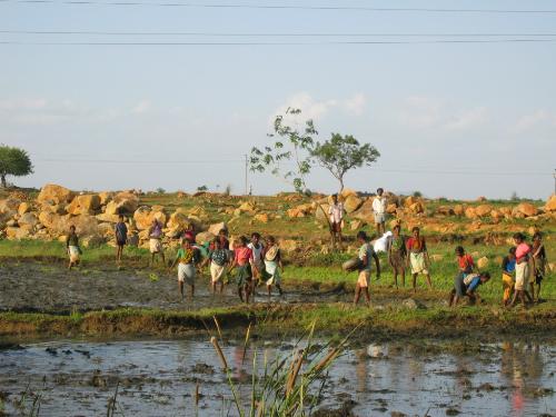 Working in the Farm - Sowing in the field in India