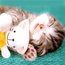 Cat - A Sleepy Sweet Cat