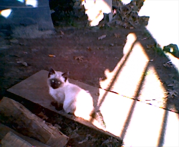 Our New Kitten - Here is the newest of the bunch born white, and appears to be turning black. They nicknamed it the Siamese as the children all think that is what it is, it really is just a mixed bread.