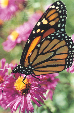 butter fly -  Butterflies are  very beautiful to see.this is one type of butterfly sucking the nectar from a flower.