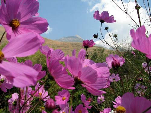 Wild Flowers in Kashmir - Nice Pink Flowers