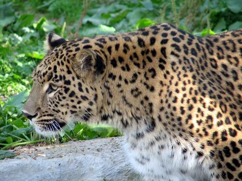 Leopard - Leopard in Dachigam