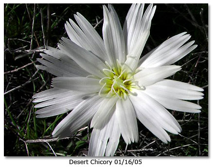 'desert chicory' - photo of the flower of desert chicory!