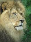 lion - lion, r u a leo? id so ull like this :P