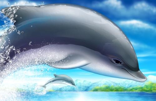 dolphin - dolphin