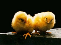 tnchicks - cats ar different than what we think