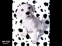 misery of a dog - the eyes of this dig