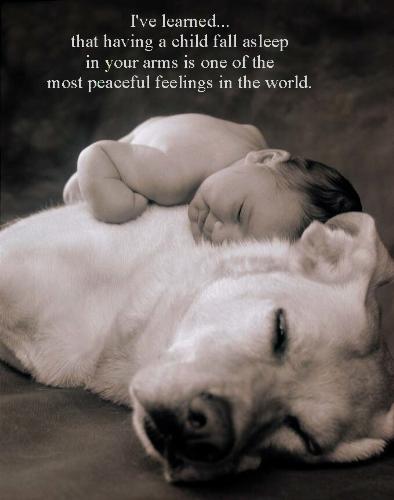 baby on the dog - this is a image where a baby sleeps over a dog