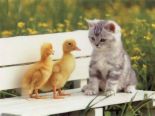 cat and the chicks - Akitten and two chiks