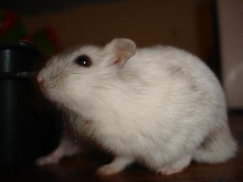 mouse2 - my mouse