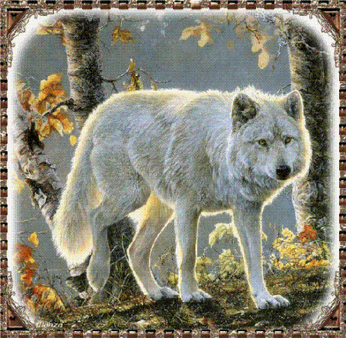 White Wolf - One very pretty animal in the Wild