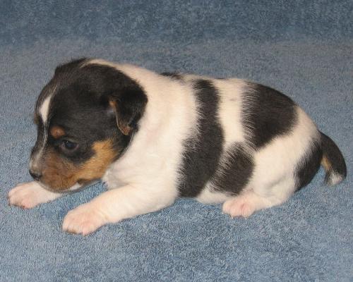 Innocent Puppy - Puppy dog