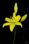 lilly - like it.