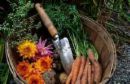 flowers and vegetables - growing flowers and vegetables in your garden 
