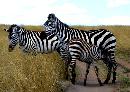 ZEBRAS AND BABY - a typical photo of wild life by 'HELEN LISHER'!