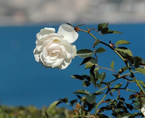 white rose - rose