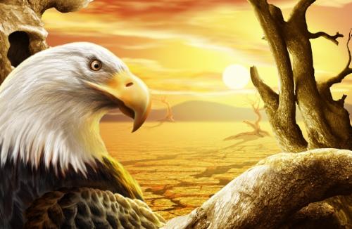 eagle - eagle