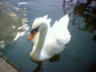 a beautiful swan - A beautiful swan