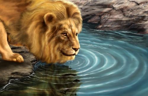 lion - lion