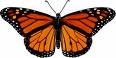 butterfly - A monarch butterfly.