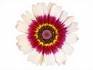 A Flower - My Flower Collections.