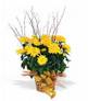 A Flower - My Flower Collections.