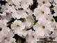A Flower - My Flower Collections.