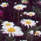 A Flower - My Flower Collections.