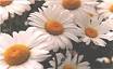 A Flower - My Flower Collections.
