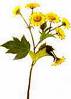 A Flower - My Flower Collections.