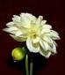 A Flower - My Flower Collections.
