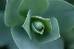 A Flower - My Flower Collections.