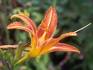 A Flower - My Flower Collections.