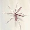 mosquito - mosquito