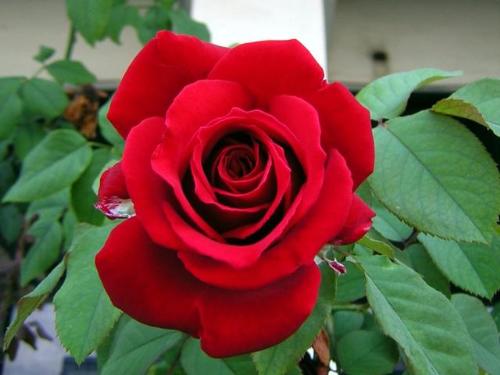 rose flower - rose