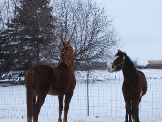 Joe and Dakota - Here is a picture of the two of them, checking out the train passing by.  They had been home only a couple of hours. Its not the best picture, its a little dark