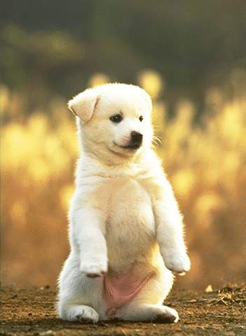 Animal  - Animal Animal Animal Animal Animal Animal Animal Animal Animal Animal Animal Animal Animal Animal Animal Animal Animal Animal Animal Animal Animal Animal Animal Animal Animal Animal Animal Animal Animal Animal Animal Animal Animal Animal Animal Animal Animal Animal Animal Animal Animal Animal Animal Animal Animal Animal Animal Animal Animal Animal Animal Animal Animal Animal Animal Animal Animal Animal Animal Animal Animal