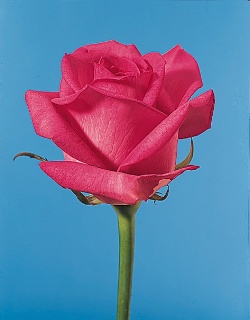 Rose - rose
