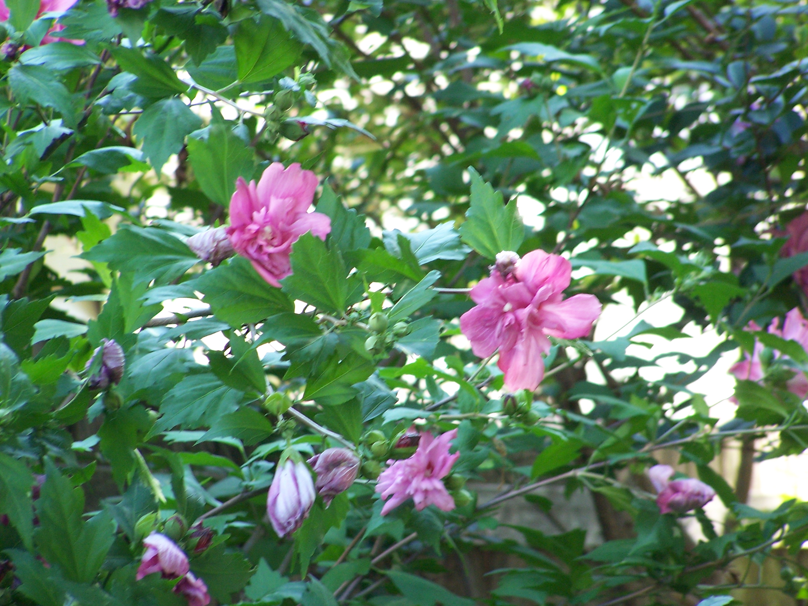 Rose of Sharon Tree - Rose of Sharon Tree
