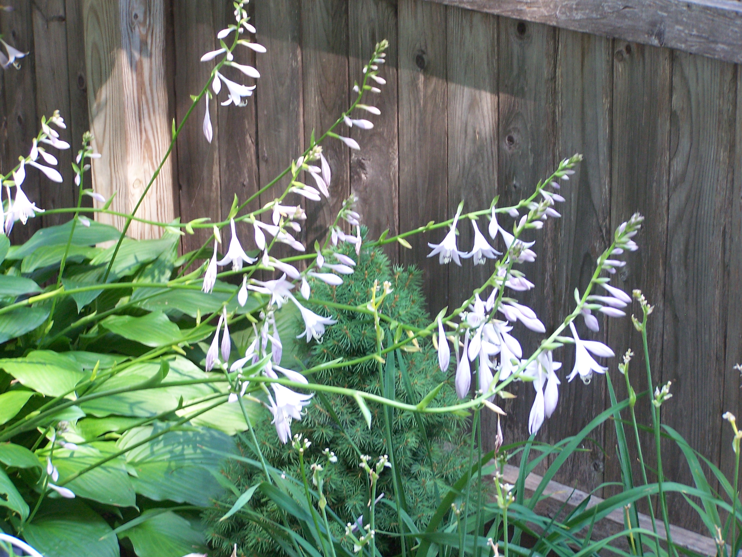 Blooming Hosta - Flowering blooms of the Hosta plants.