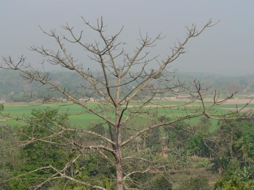 dead tree? - I took the picture from a very high hill..but the tree was in the plane land below....can u see the bird?