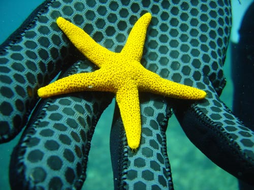 STARFISH - STARFISH IN MY HAND